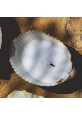 Candle with Small Seashell
