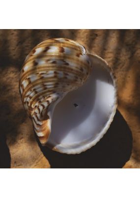 Candle with Large Seashell